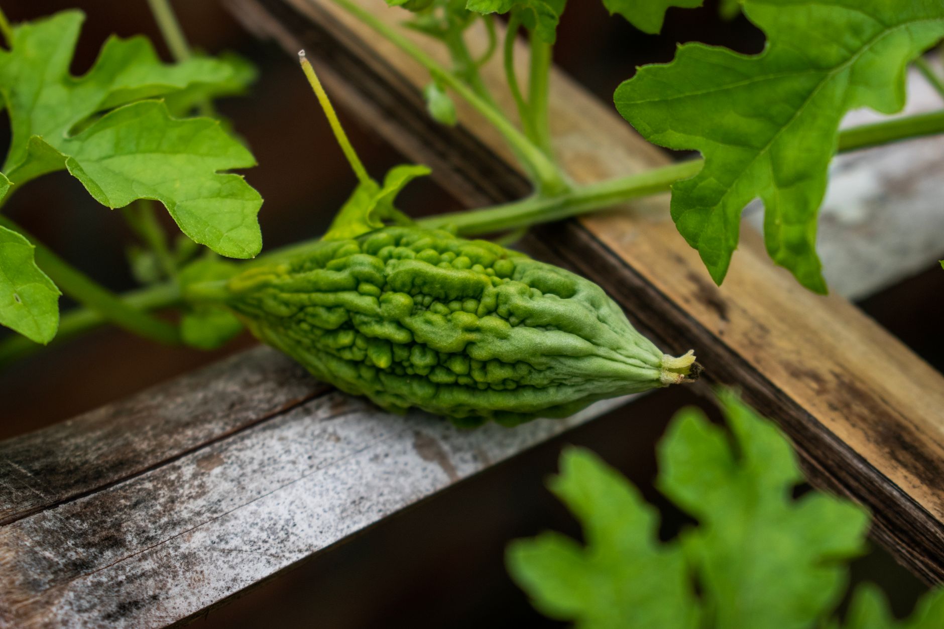 Bitter Gourd