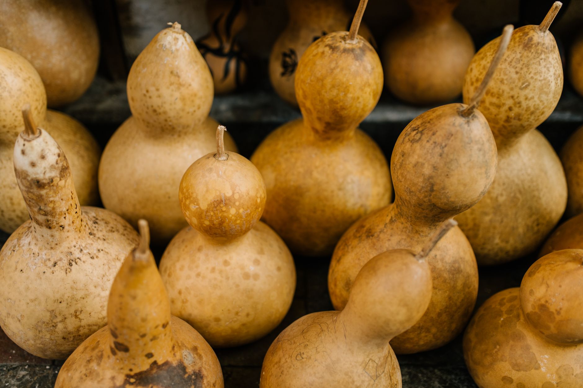 Bottle Gourd
