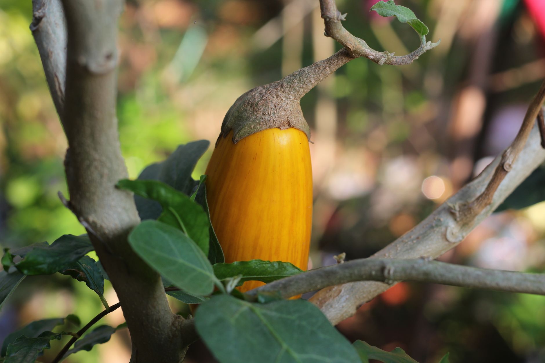 Brinjal