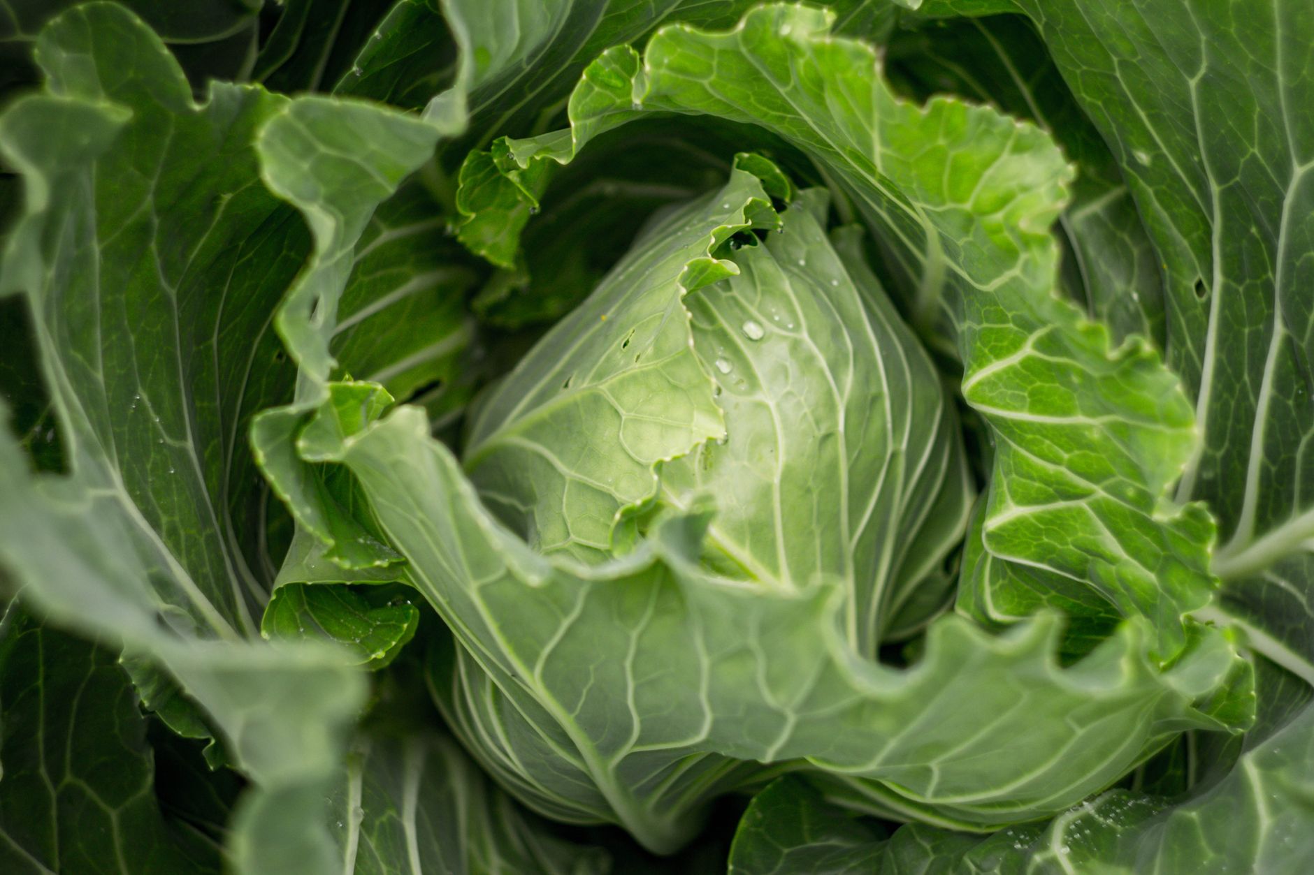 Cabbage