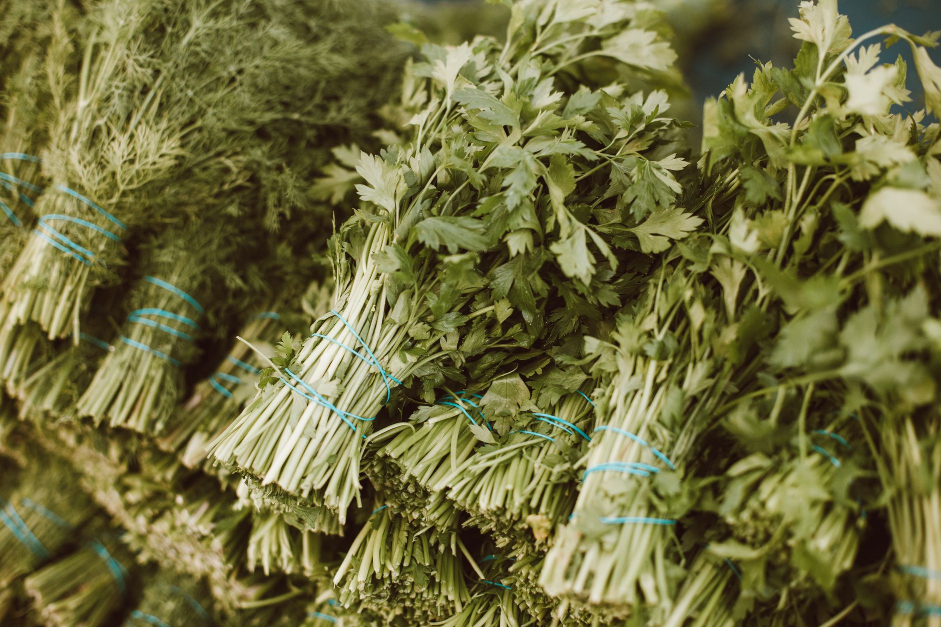 Coriander