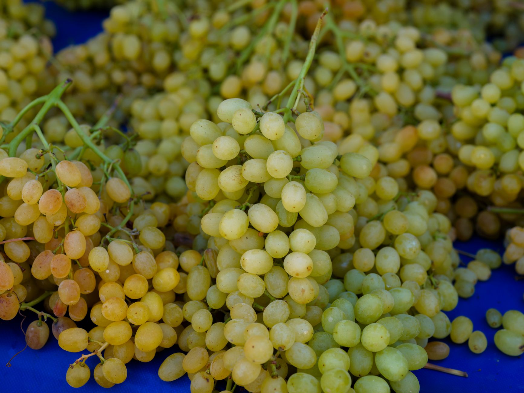 Grapes