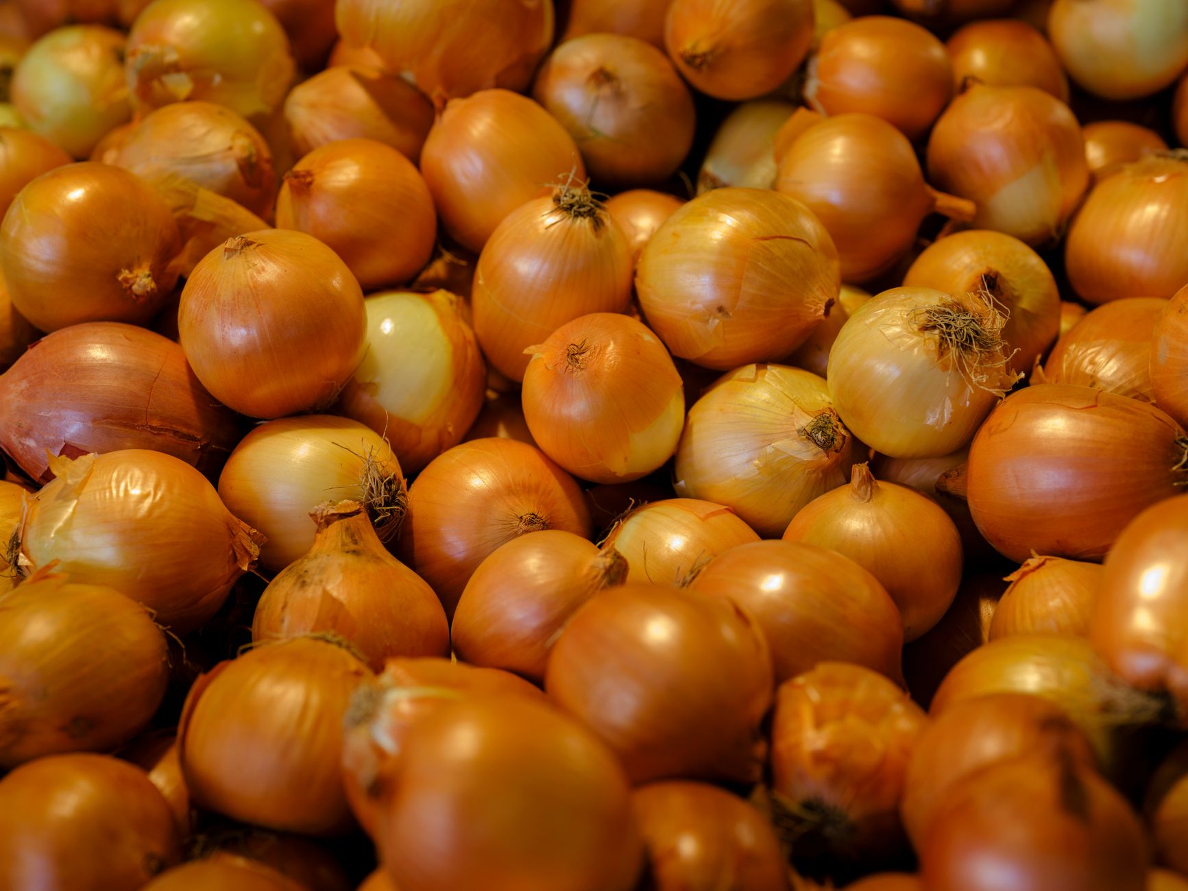 Onion