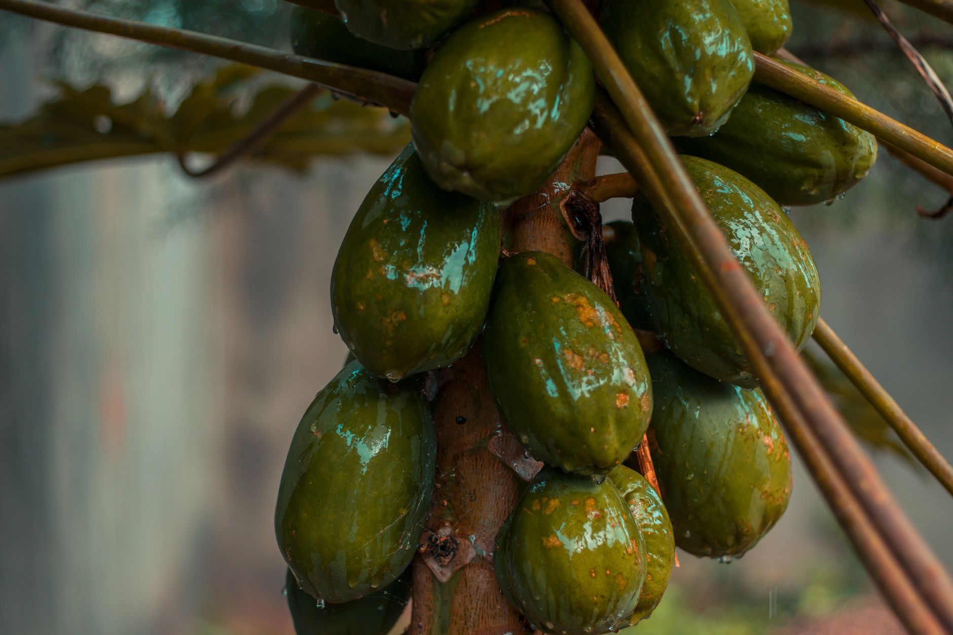 Papaya